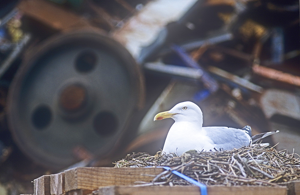 A herring gull nesting at Workington port in front of a mountain of scrap metal, Cumbria, England, United Kingdom, Europe