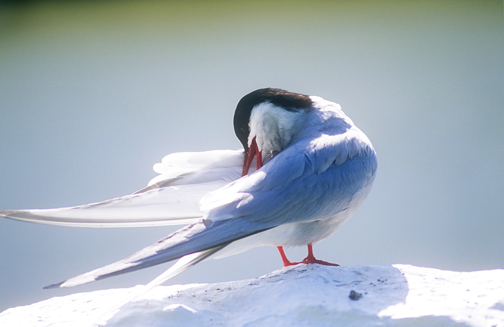 An Arctic Tern on the Farne Islands, Northumberland, England, United Kingdom, Europe