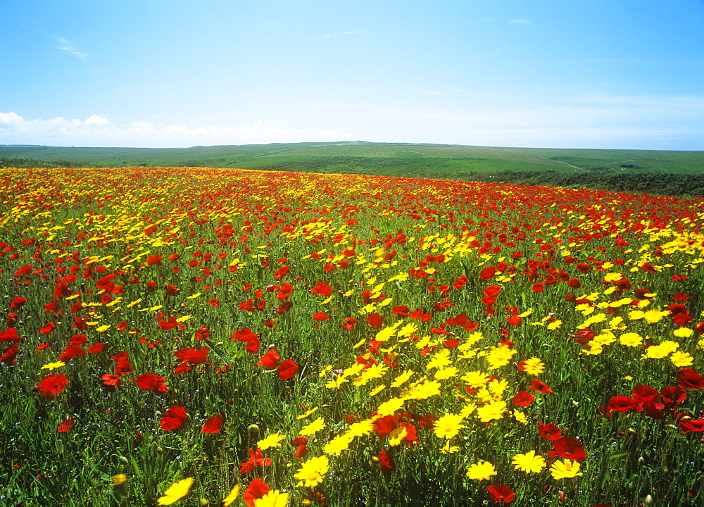 Wildflowers growing in a set-aside field on the Cornish coast, Cornwall, England, United Kingdom, Europe