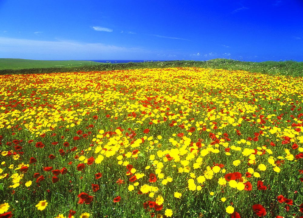 Wildflowers growing in a set-aside field on the Cornish coast, Cornwall, England, United Kingdom, Europe