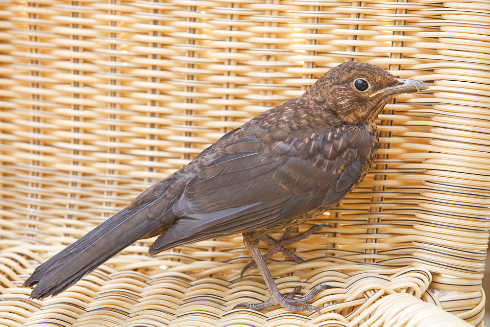 A juvenile blackbird on a wicker garden chair, Ambleside, Cumbria, England, United Kingdom, Europe