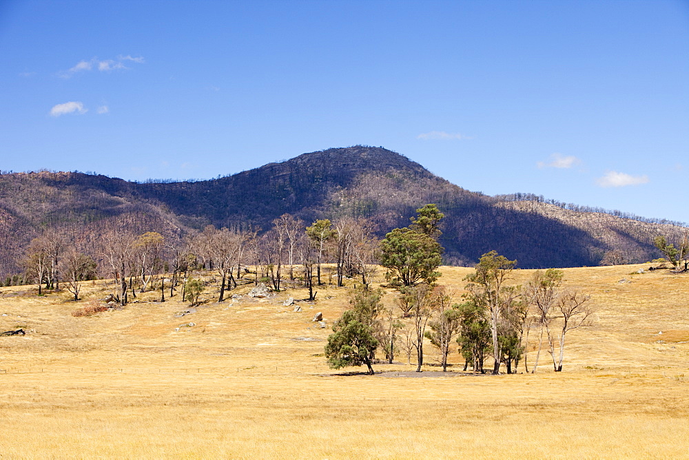 Burnt forest near Marysville, one of the worst affected communities of the catastrophic 2009 Australian Bush Fires in the state of Victoria, Australia, Pacific