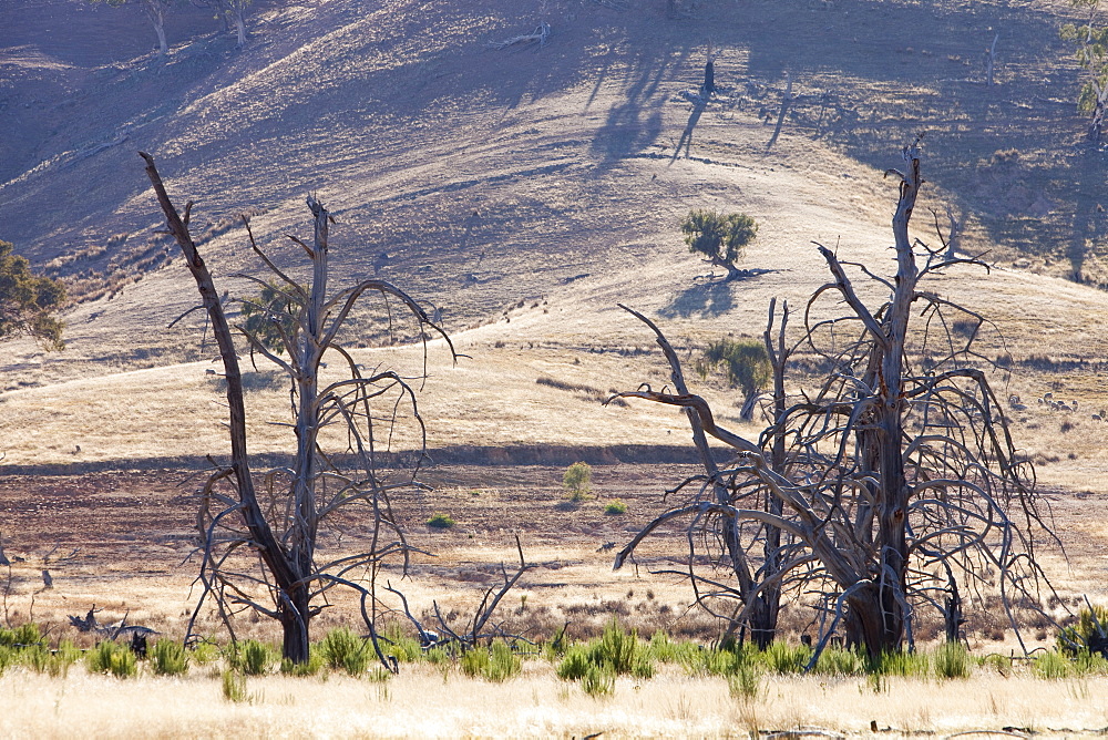 Trees drowned when Lake Eildon reservoir was first filled now stand well clear of the water after an uprecedented ten years of drought, Victoria, Australia, Pacific