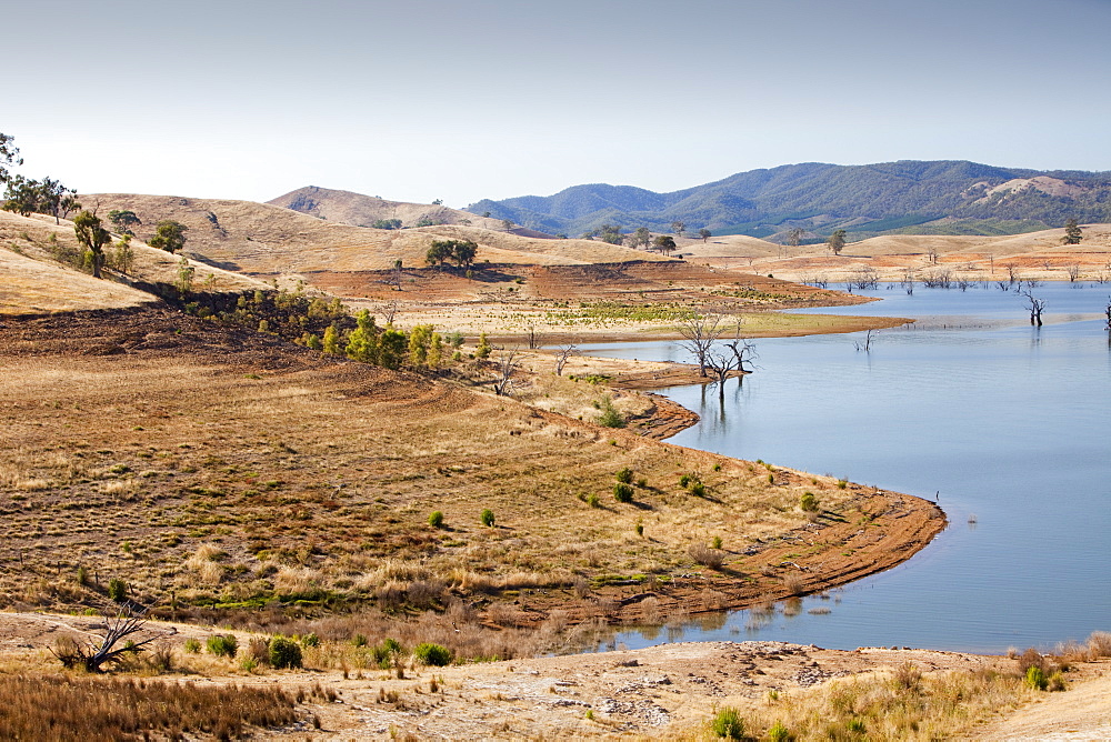 Trees drowned when Lake Eildon reservoir was first filled now stand well clear of the water after an uprecedented ten years of drought, Victoria, Australia, Pacific