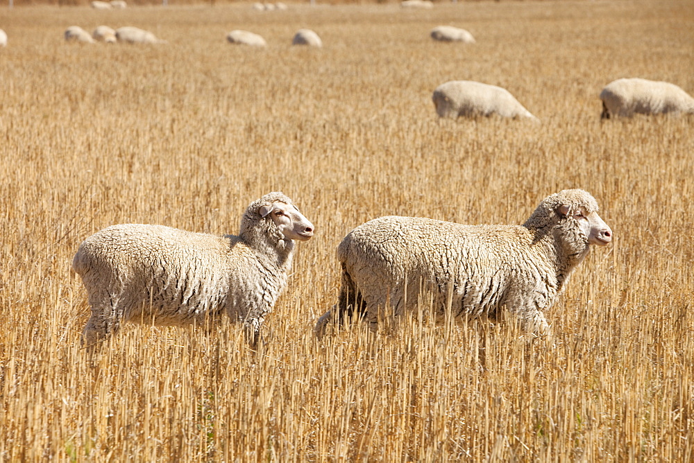 Sheep on a farm near Shepperton in Victoria, Australia, Pacific