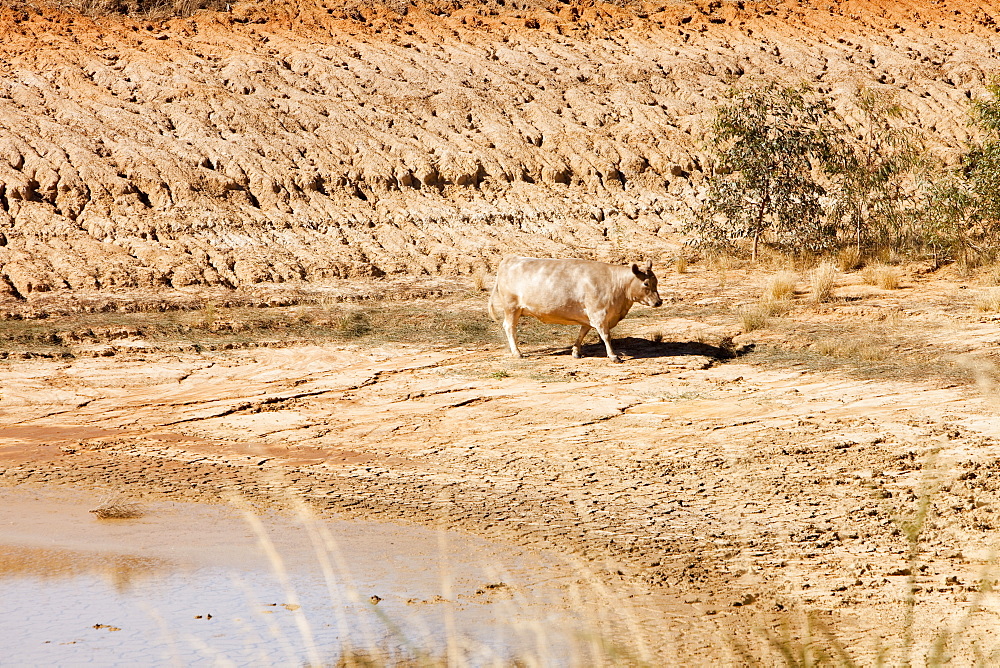 A cow drinks the last remnants of water from a watering hole on a farm near Shepperton, Victoria, Australia, Pacific