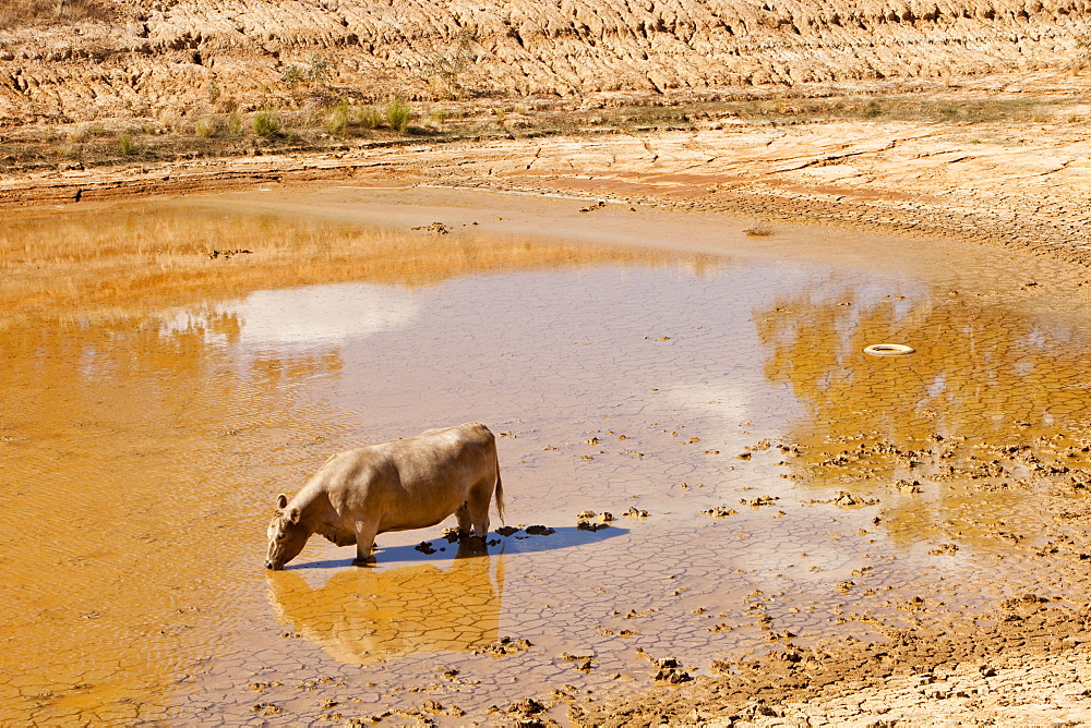 A cow drinks the last remnants of water from a watering hole on a farm near Shepperton, Victoria, Australia, Pacific