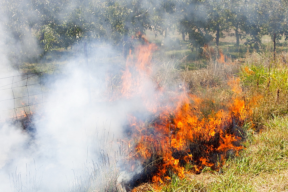 A roadside fire probably started by a motorist throwing a cigarette out of the window, near Shepperton, Victoria, Australia, Pacific