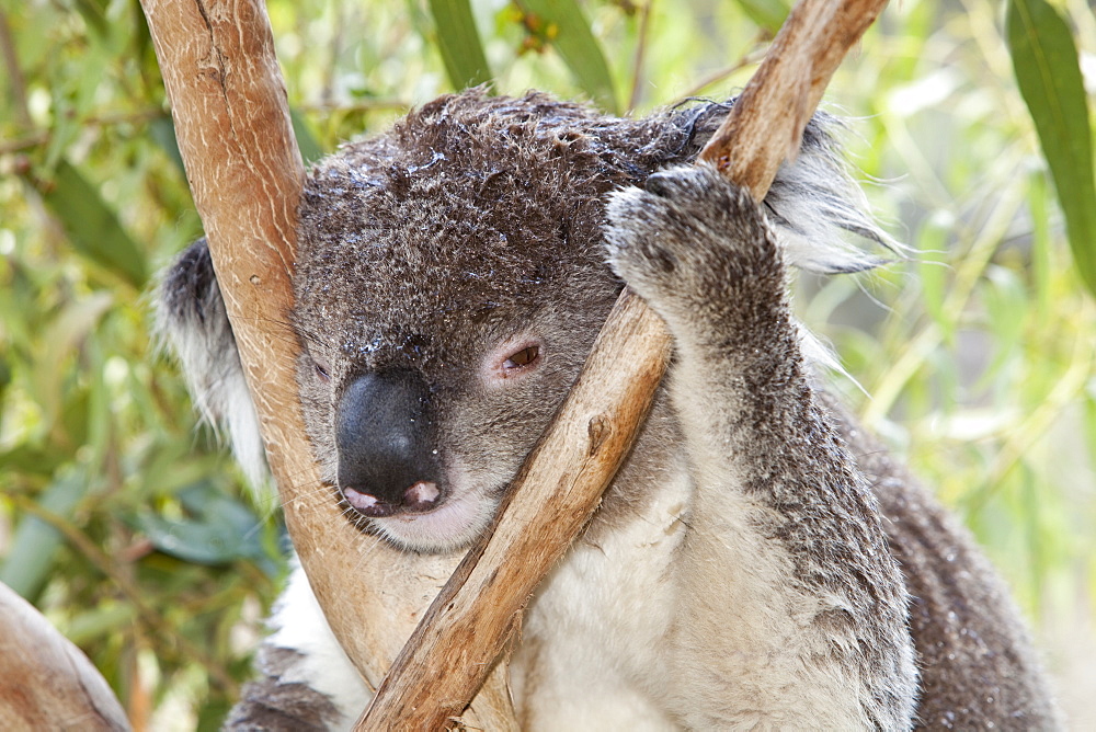 A miserable looking Koala in a wildlife park near Echuca, Victoria, Australia, Pacific