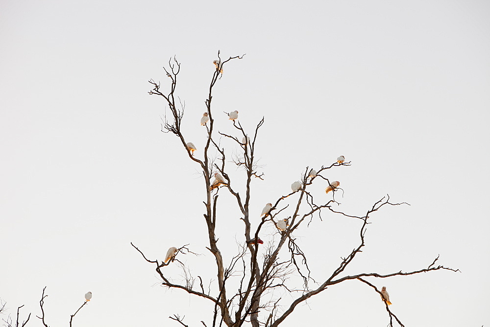 Red gum trees are iconic Australian trees that grow along the banks of the Murray River, Victoria, Australia, Pacific