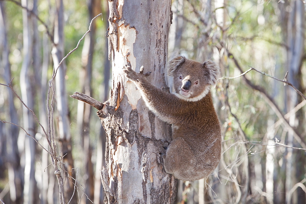 A koala bear in the Barmah Forest near Echuca, Victoria, Australia, Pacific