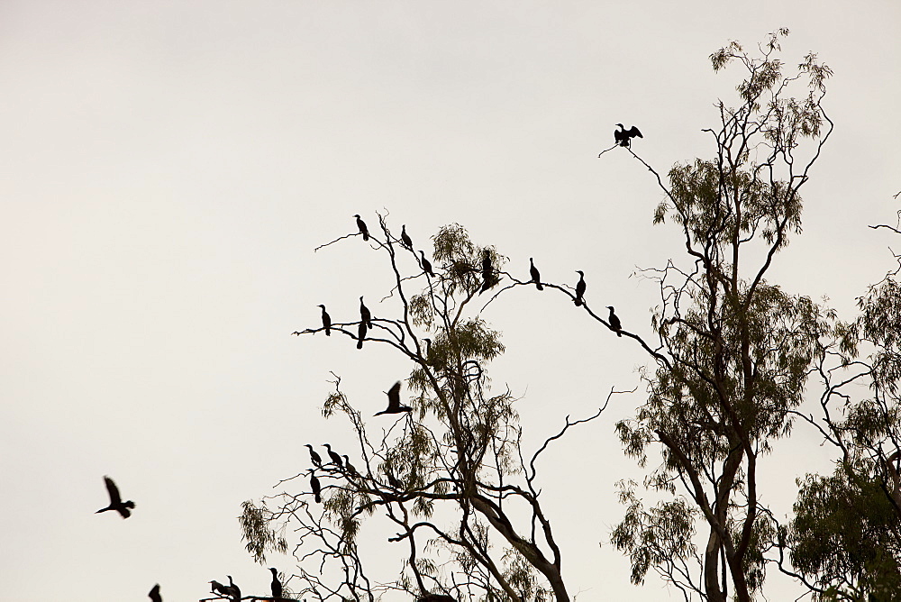 Little black cormorants congregating in red gum trees growing along the banks of the Murray River, Victoria, Australia, Pacific