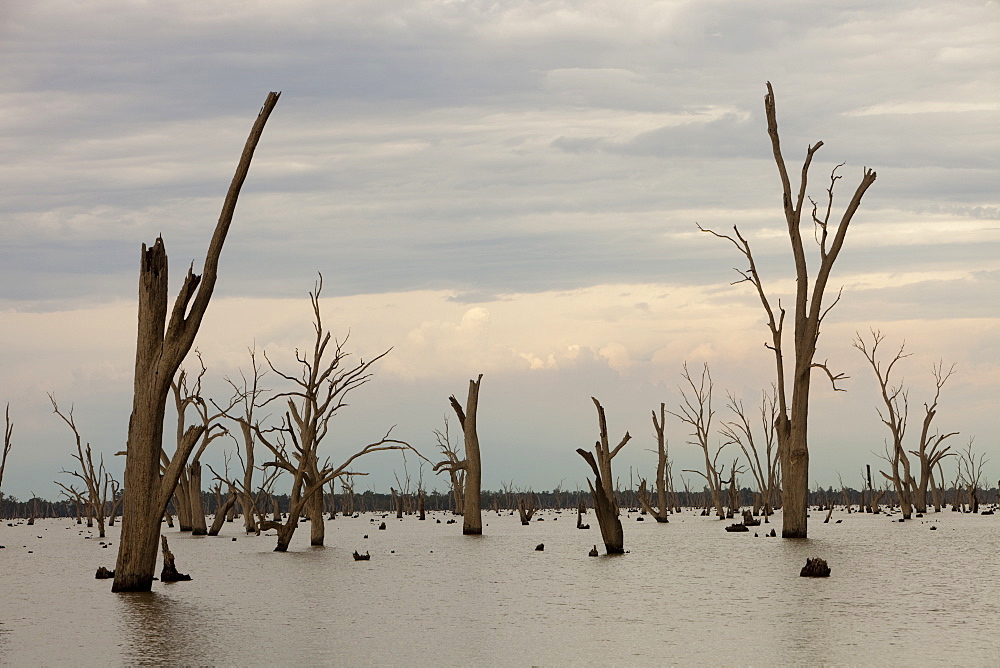 Lake Mulwala at Yarrawonga was created when the Murray River was dammed to provide irrigation water for surrounding farmland, Victoria, Australia, Pacific