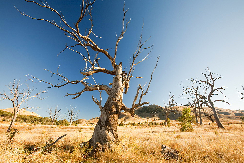 Trees drowned when Lake Eildon reservoir was first filled now stand well clear of the water after an uprecedented ten years of drought, Victoria, Australia, Pacific