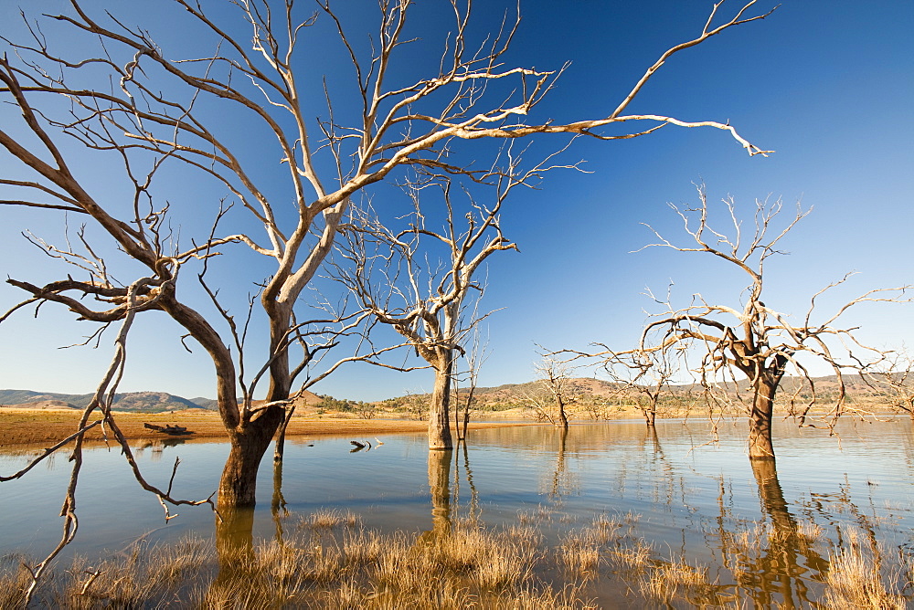 Trees drowned when Lake Eildon reservoir was first filled now stand well clear of the water after an uprecedented ten years of drought, Victoria, Australia, Pacific