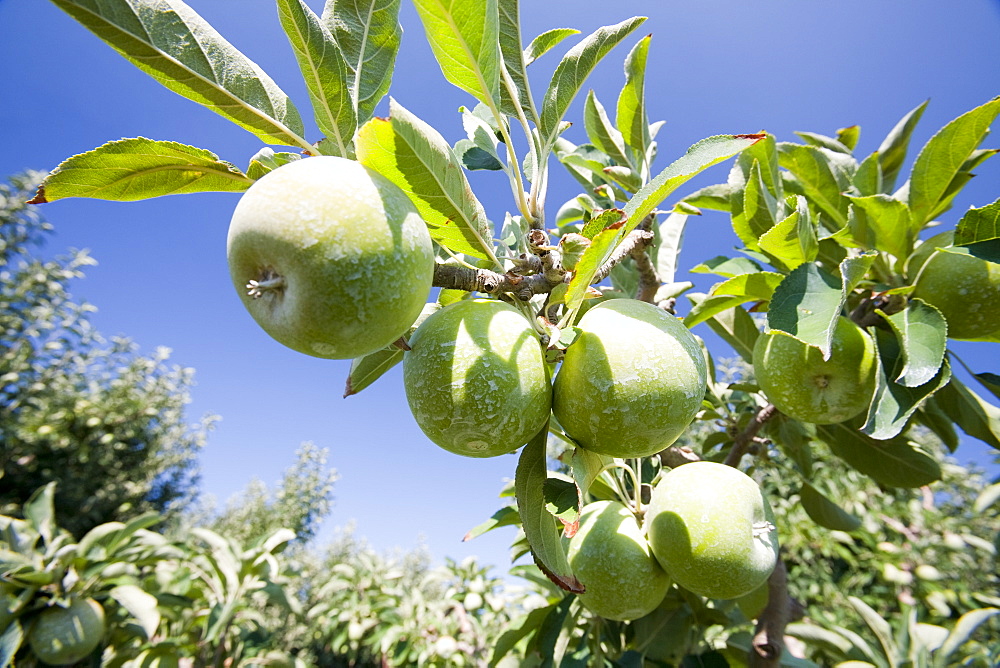 An apple orchard near Shepperton, Victoria, Australia, Pacific