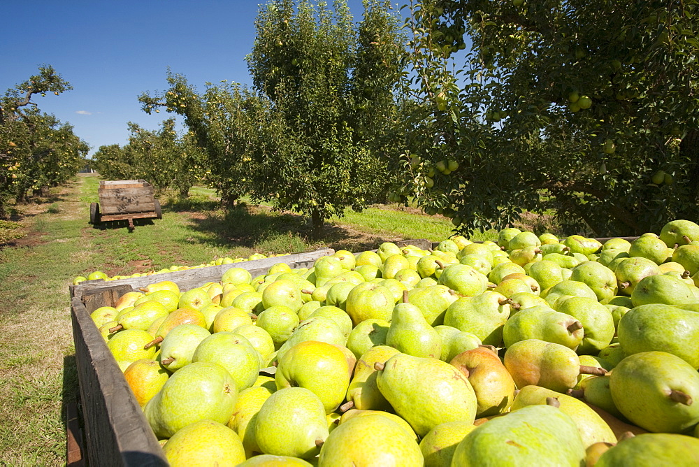 A pear orchard near Shepperton, Victoria, Australia, Pacific