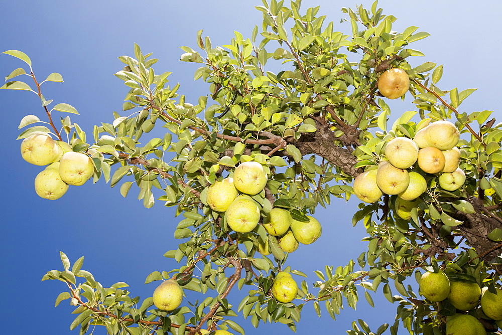 A pear orchard near Shepperton, Victoria, Australia, Pacific