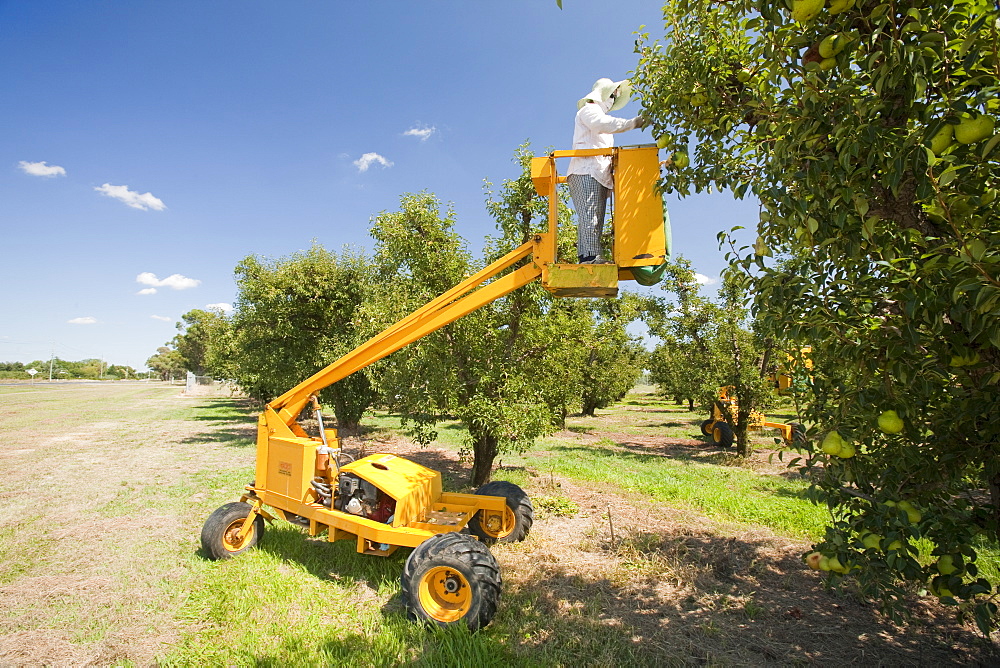 A pear orchard near Shepperton, Victoria, Australia, Pacific