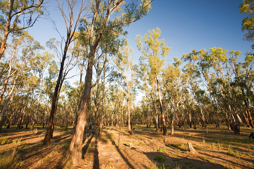 Red gum trees in the Barmah forest, the largest stand of red gums in the world, along the banks of the Murray River, Victoria, Australia, Pacific