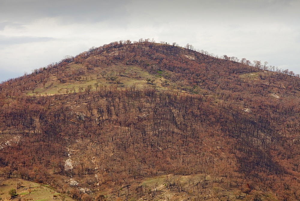 Burnt out forest near Lake Hume in New South Wales, Australia, Pacific