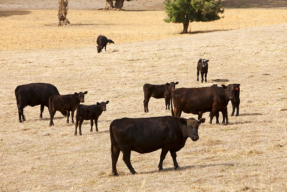 Cattle on parched land near Lake Hume in New South Wales, Australia, Pacific