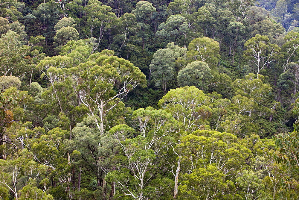 Eucalyptus forest on the slopes of the Snowy Mountains, New South Wales, Australia, Pacific