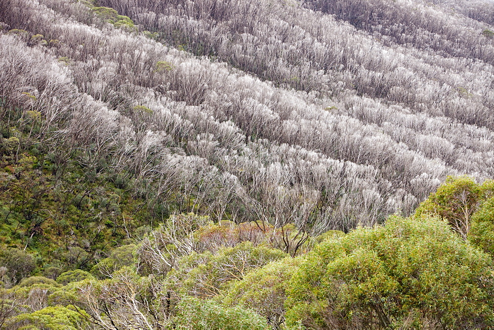 Forest burnt by bush fires above Thredbo in the Snowy mountains, New South Wales, Australia, Pacific