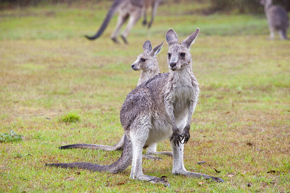 An Eastern grey kangaroos in the Snowy Mountains, New South Wales, Australia, Pacific