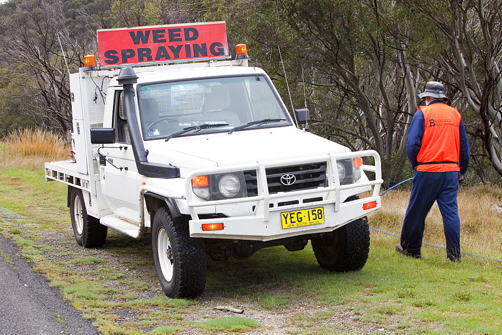 National Park staff spray weed killer on introduced plant species that are out-competing native flora in the Snowy Mountains, New South Wales, Australia, Pacific