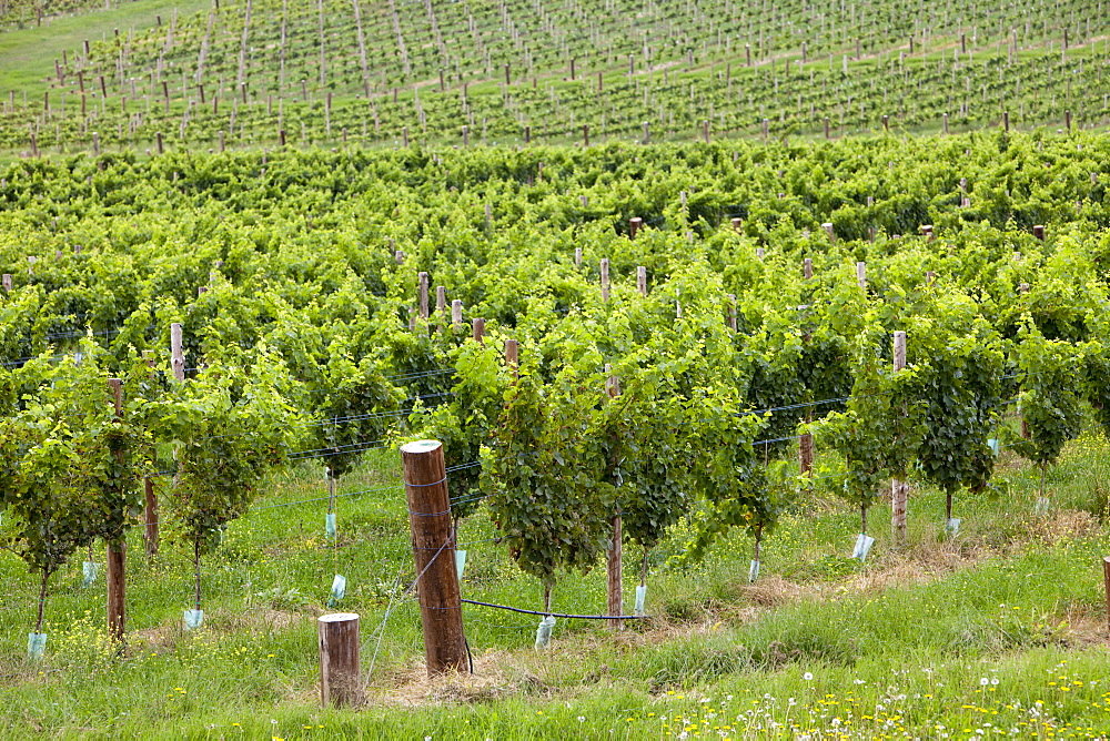 A vineyard near Goulburn in New South Wales, Australia, Pacific