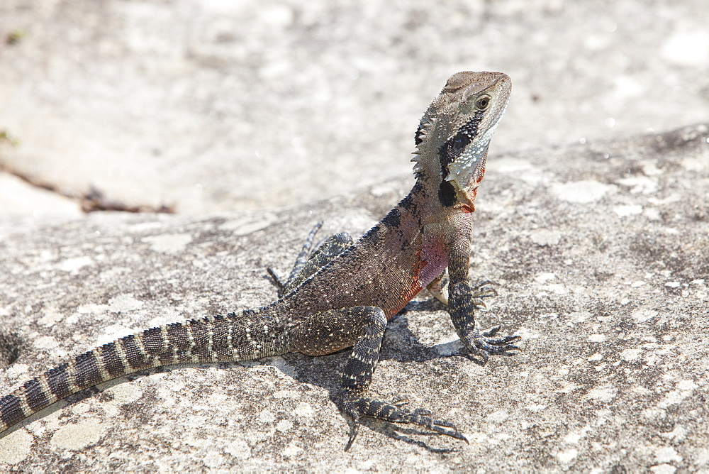 An Eastern water dragon lizard basking near Manly Beach, Sydney, New South Wales, Australia, Pacific