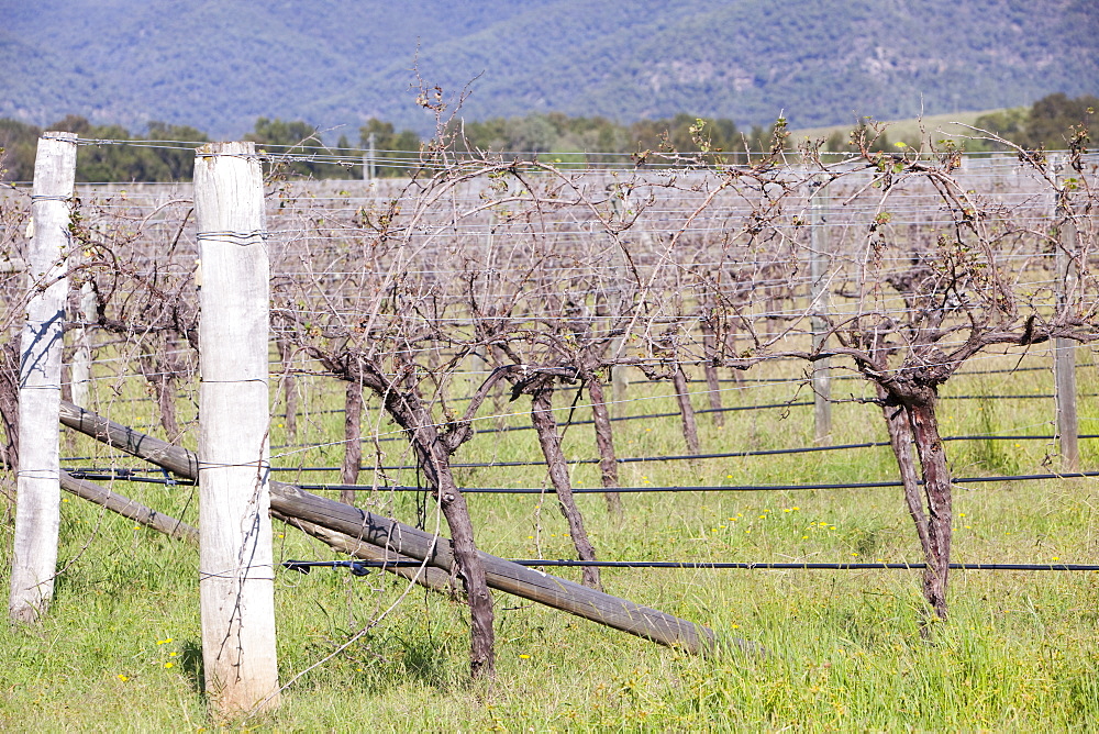 A vineyard of dying vines in the Hunter Valley, New South Wales, Australia, Pacific