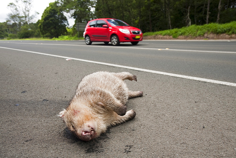 Wombat killed on a road in New South Wales, Australia, Pacific