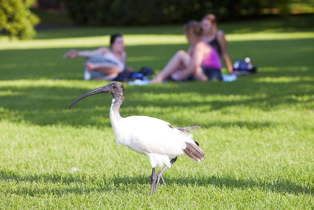 Australian white ibis (Threskiornis molucca) in Sydney Botanical garden, Sydney, New South Wales, Australia, Pacific