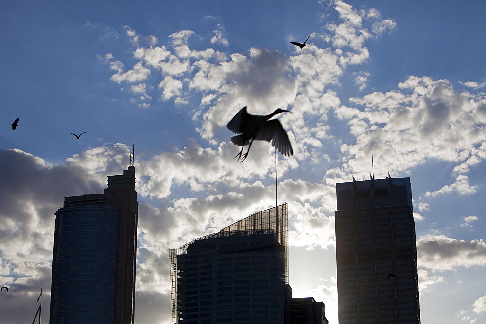 Fruit bats and an Australian white ibis flying in front of Sydney city centre tower blocks, Sydney, New South Wales, Australia, Pacific