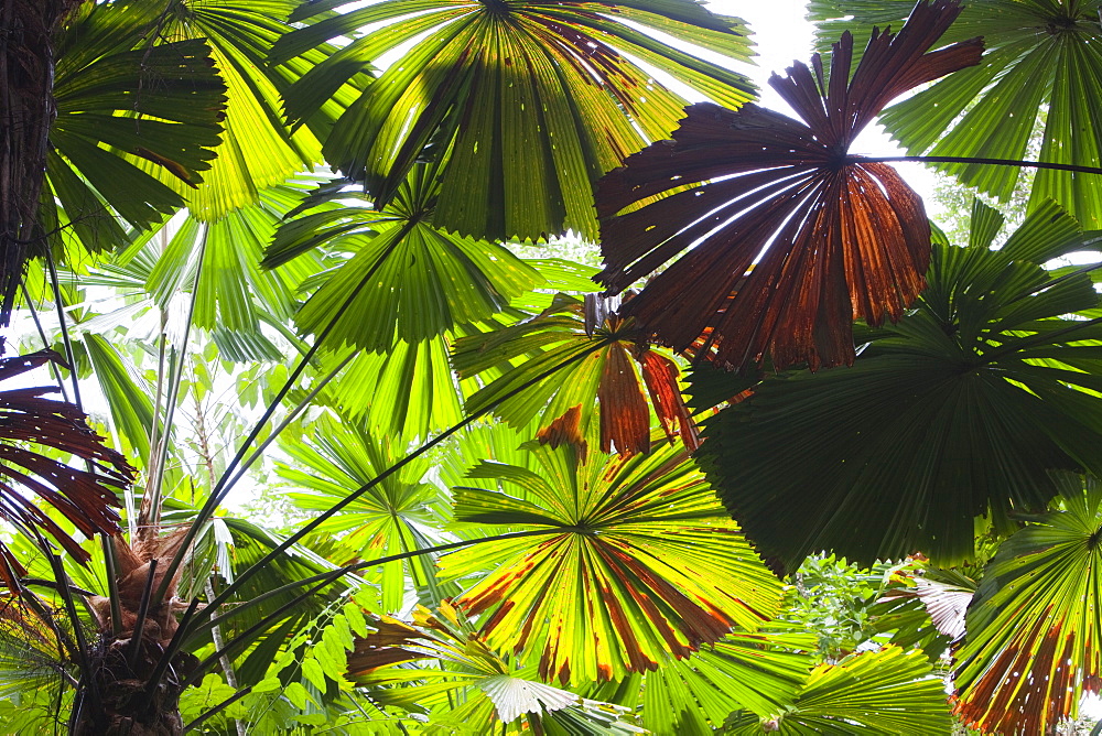 The Daintree rainforest in the North of Queensland, Australia, Pacific