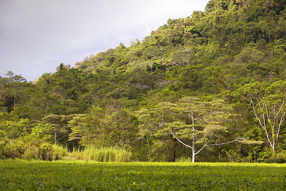 Tea plantation in the Daintree rainforest in the North of Queensland, Australia, Pacific