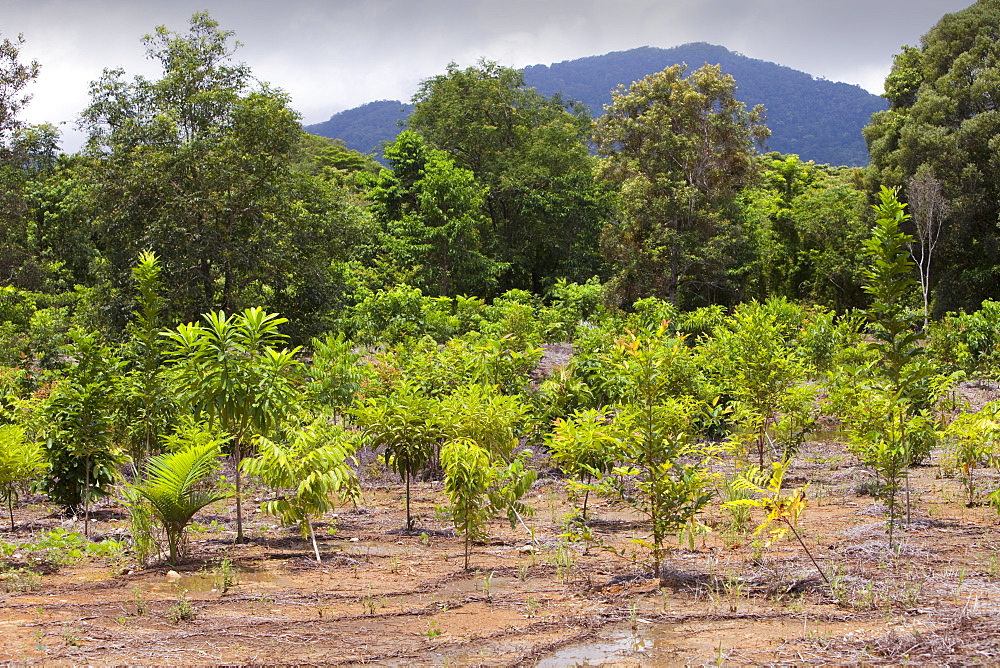 Trees planted by the Australian Rainforest Foundation in the Daintree rainforest, Queensland, Australia, Pacific