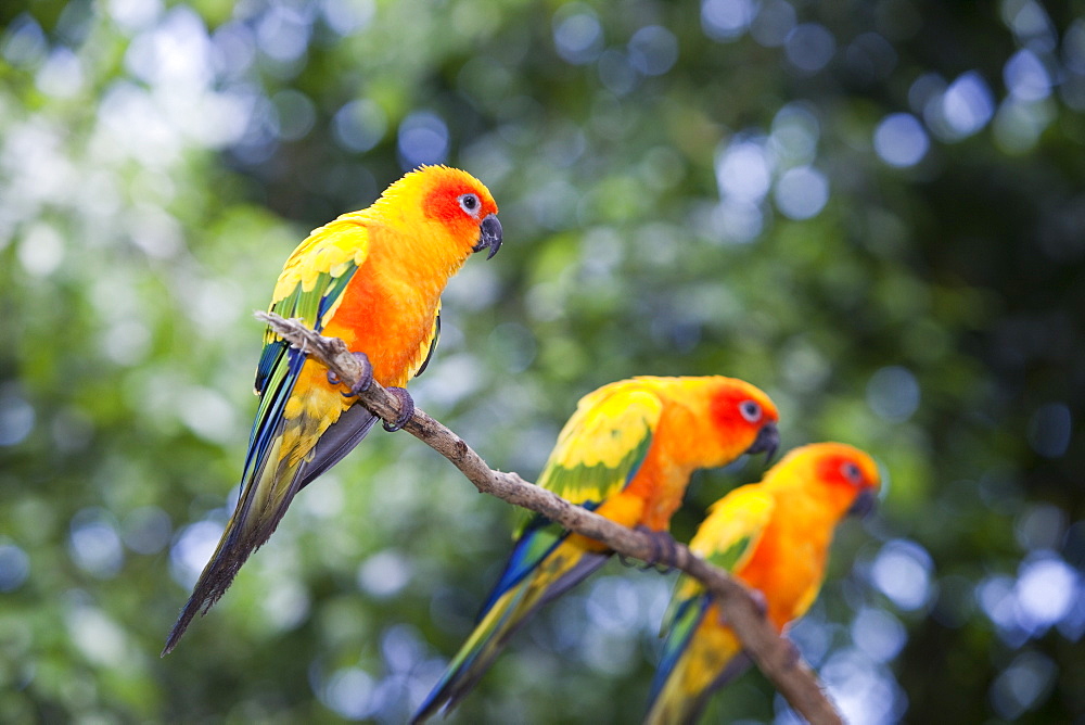 Sun Conures (Aratinga solstitialis) at Bird World in Kuranda, Queensland, Australia, Pacific