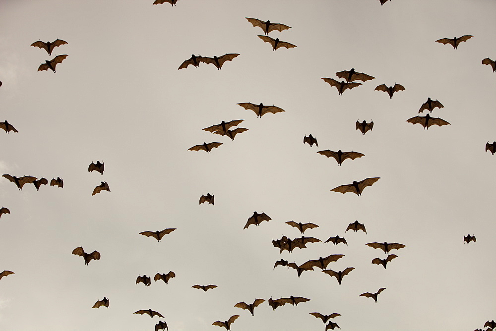 Fruit bats (flying foxes) over Cairns in Queensland, Australia, Pacific