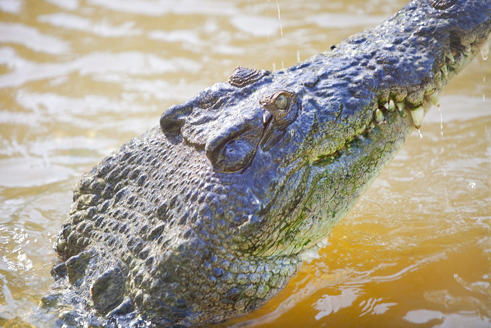 A captive salt water crocodile (Crocodilus porosus)in Hartleys Crocodile farm near Cairns, Queensland, Australia, Pacific