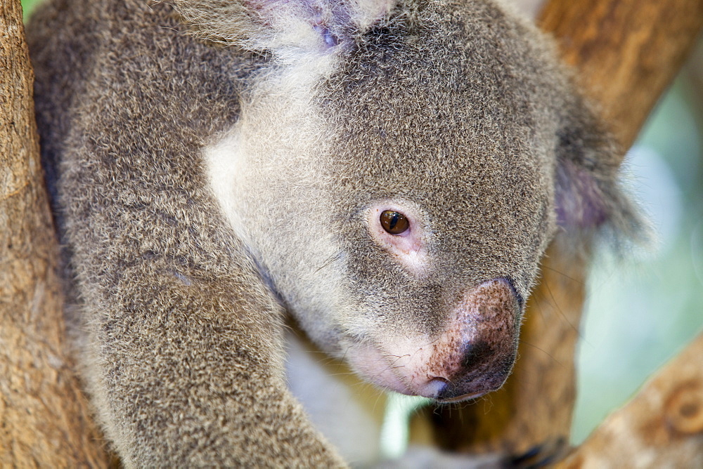 A captive kaola bear looking miserable in Hartleys Crocodile farm near Cairns, Queensland, Australia, Pacific