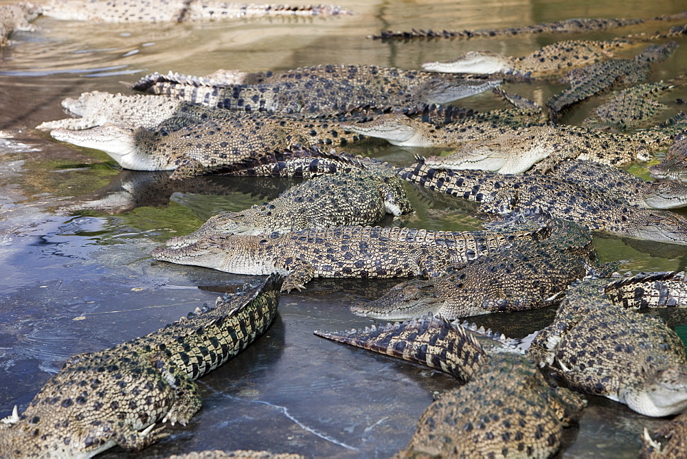 Crocodiles at Hartleys Crocodile Farm north of Cairns in Queensland, Australia, Pacific