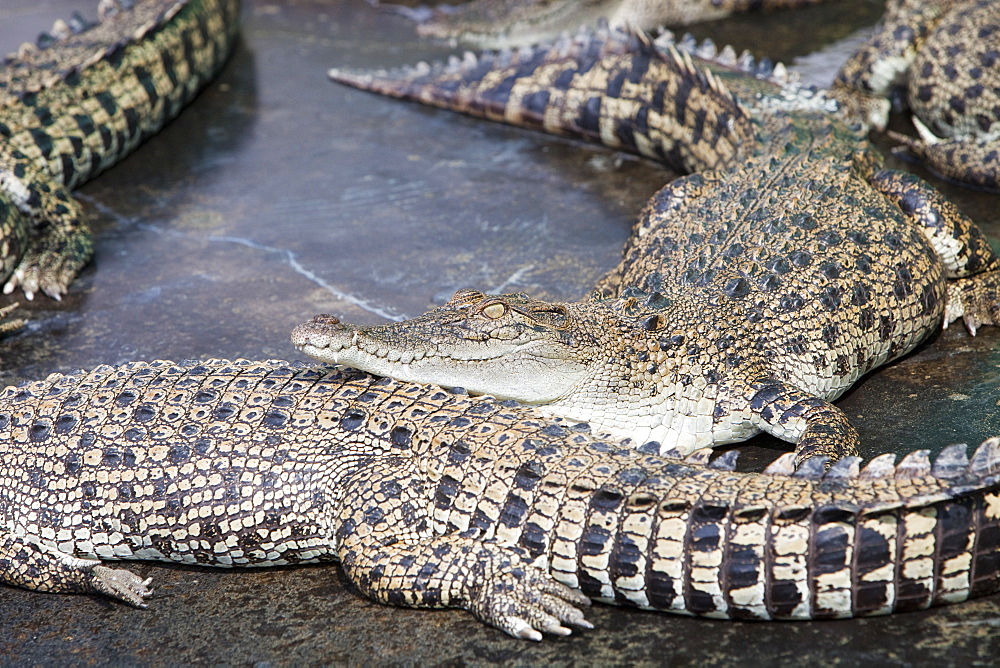 Crocodiles at Hartleys Crocodile Farm north of Cairns in Queensland, Australia, Pacific