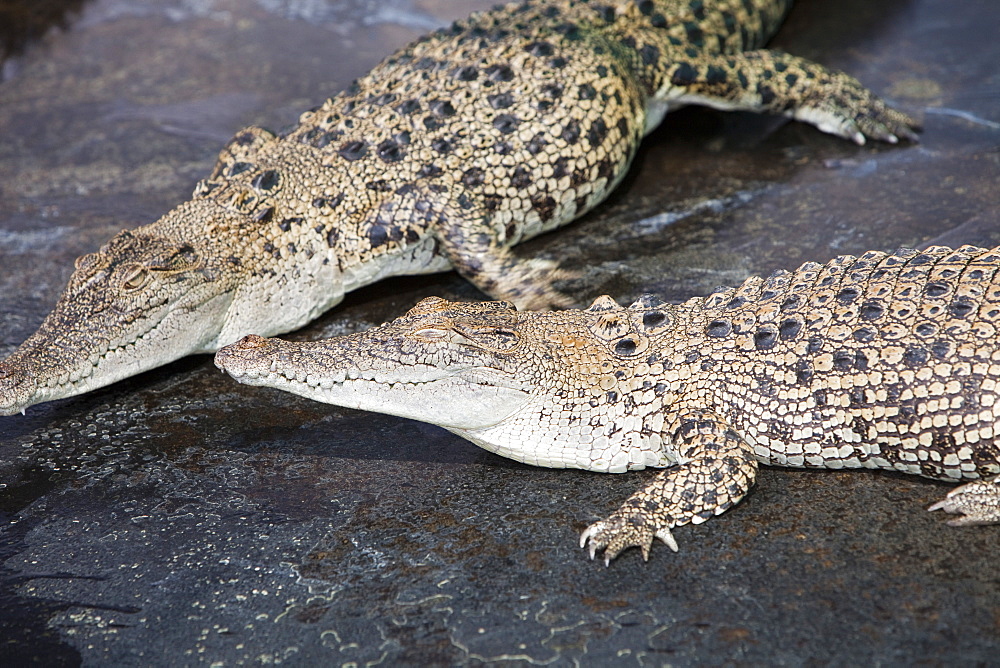 Crocodiles at Hartleys Crocodile Farm north of Cairns in Queensland, Australia, Pacific