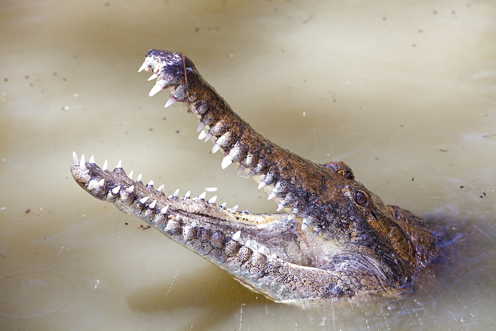 Crocodiles at Hartleys Crocodile Farm north of Cairns in Queensland, Australia, Pacific