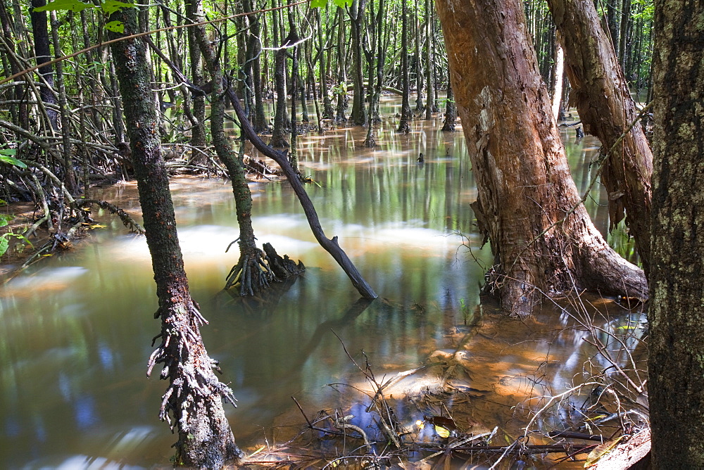 Mangrove trees on the edge of the Daintree rainforest in the North of Queensland, Australia, Pacific