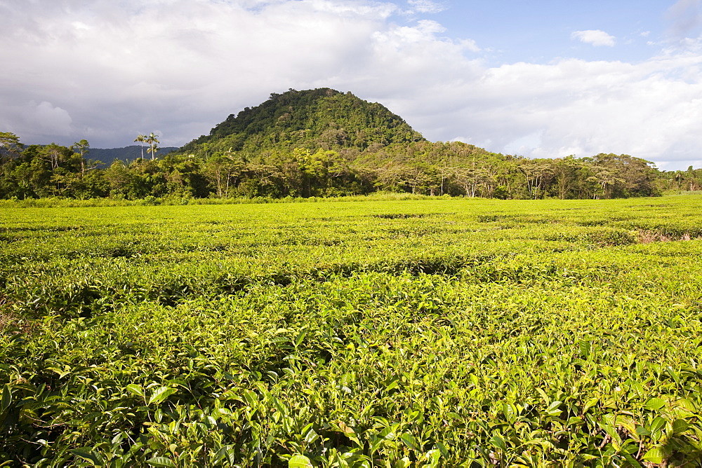 Tea plantation in the Daintree rainforest in the North of Queensland, Australia, Pacific