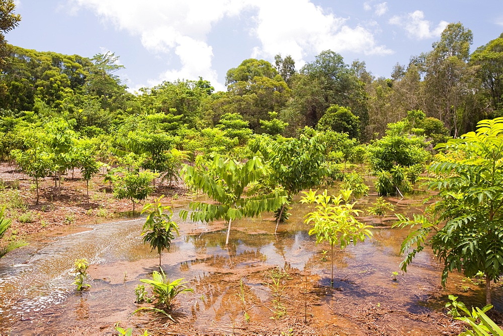 Trees planted by the Australian Rainforest Foundation in the Daintree rainforest, Queensland, Australia, Pacific